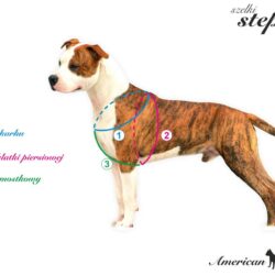 Grafika prezentuje pomiar psa do szelek step-in